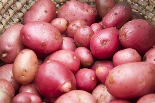 Элитные сорта картофеля. Самые ранние сорта картофеля