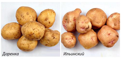 Поздний картофель сорта. Характеристика картофеля 05 Поздний картофель сорта. Характеристика картофеля 05