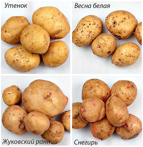 Поздний картофель сорта. Характеристика картофеля 03 Поздний картофель сорта. Характеристика картофеля 03