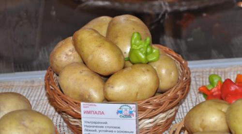 Поздний картофель сорта. Характеристика картофеля 10 Поздний картофель сорта. Характеристика картофеля 10