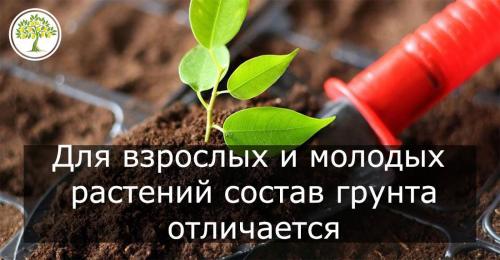 Земля для лимонов в домашних условиях. Как выбрать правильный грунт 02