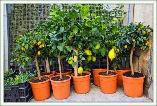 Грунт для лимона кислотность. Подбор субстрата