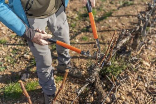 Как обрезать виноград, чтобы он лучше плодоносил. Принцип плодоношения винограда