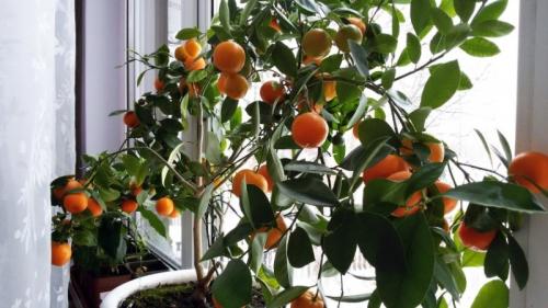 Карликовые цитрусовые. 8 карликовых сортов мандарина для малогабаритных квартир