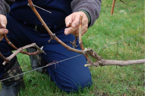 Как правильно формировать виноградную лозу для хорошего плодоношения. Обрезка по сезонам: особенности каждого периода