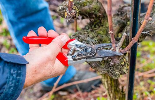 Сроки обрезки винограда весной. Эталонная обрезка винограда весной: сроки и правила проведения