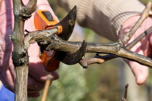 Сроки обрезки винограда. Когда можно приступать к делу