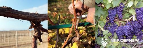 Срок обрезки винограда осенью. Обрезка винограда осенью для начинающих