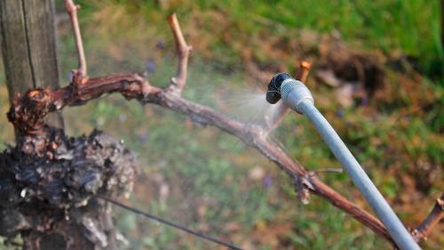 Как защитить молодой виноград от вредителей и болезней. Март–апрель — первая весенняя обработка винограда