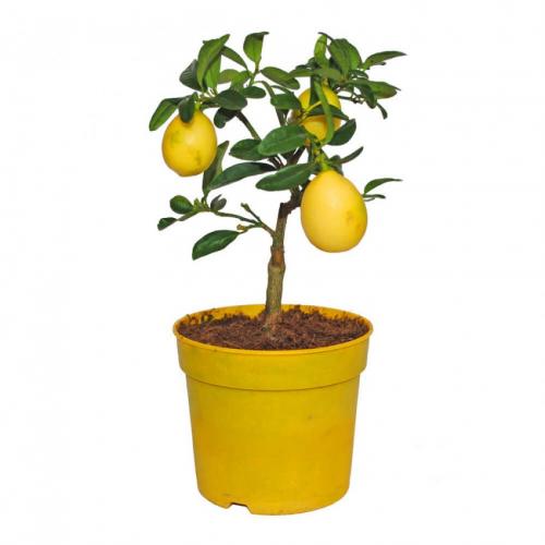 Пересадка взрослого лимона. Ситуации, в которых необходима пересадка лимонного дерева