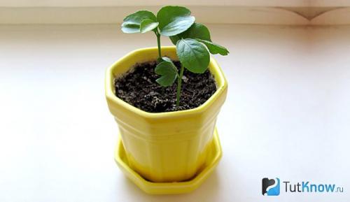 Нужно ли пересаживать лимон после покупки. Необходимость пересадки 03 Нужно ли пересаживать лимон после покупки. Необходимость пересадки 03