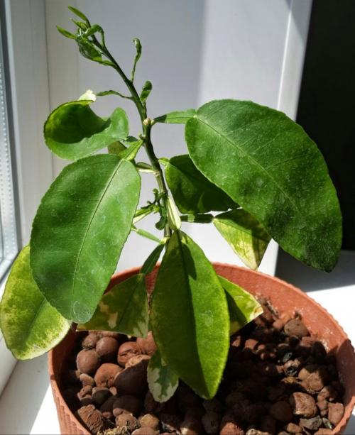 Пересадка взрослого лимона. Ситуации, в которых необходима пересадка лимонного дерева