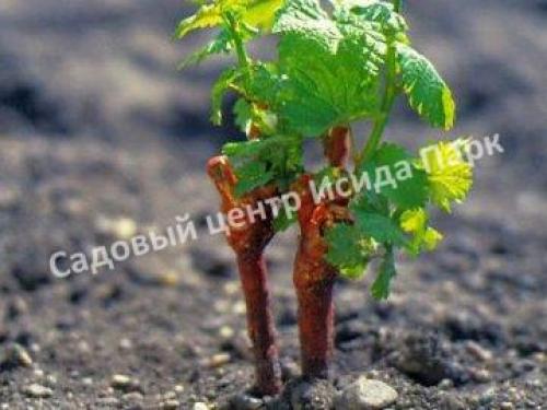 Какое оптимальное время для посадки винограда в Московском регионе. Преимущества и недостатки