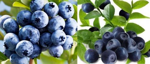 Можно ли использовать другие виды ягод вместо черники. Чем отличается черника от голубики —, что вкуснее и что полезнее