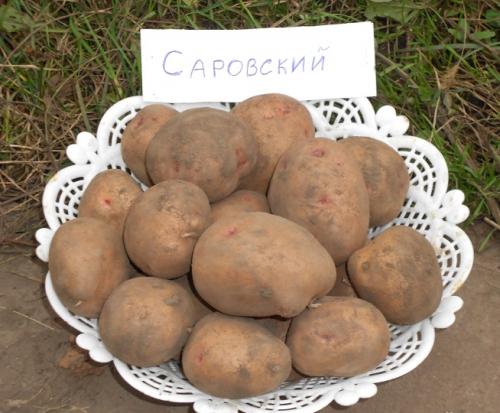 Самые урожайные сорта картофеля в Украине 2020. Самые лучшие сорта картофеля 2022 года