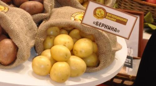 Самые урожайные сорта картофеля в Украине 2020. Самые лучшие сорта картофеля 2022 года