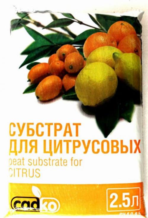 Выращиваем шикарный лимон на подоконнике. Как вырастить лимон в домашних условиях – уход, обрезка, прививка