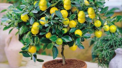 Выращиваем шикарный лимон на подоконнике. Как вырастить лимон в домашних условиях – уход, обрезка, прививка