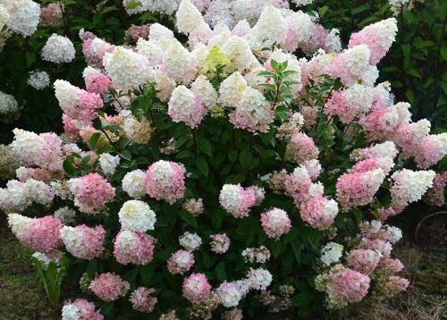 Осеннее удобрение для гортензии не должно содержать азот. 1 ПОДКОРМКА АЗОТ ФОСФОР КАЛИЙ 11