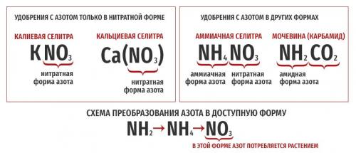 Осеннее удобрение для гортензии не должно содержать азот. 1 ПОДКОРМКА АЗОТ ФОСФОР КАЛИЙ 13