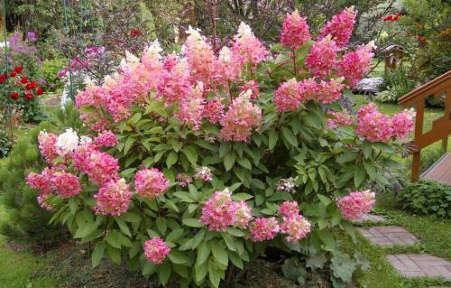 Осеннее удобрение для гортензии не должно содержать азот. 1 ПОДКОРМКА АЗОТ ФОСФОР КАЛИЙ 09