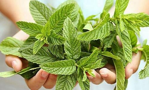 Как использовать мяту в уходе за кожей лица. Какую пользу приносит мята для кожи 05 Как использовать мяту в уходе за кожей лица. Какую пользу приносит мята для кожи 05