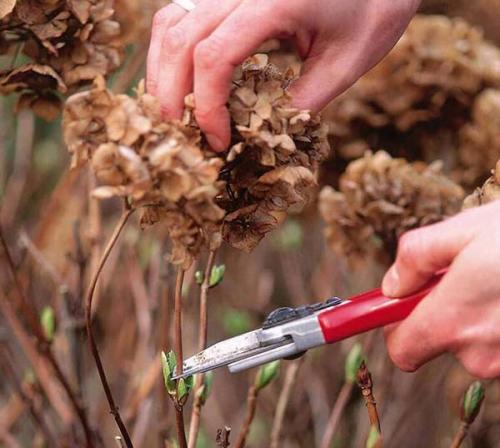 Осенняя обрезка гортензии в зависимости от вида. Когда обрезать гортензии осенью: оптимальные сроки