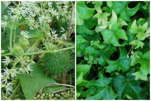 Многолетние вьющиеся растения для беседок и пергол. Самые известные и не требовательные к уходу растения для беседки