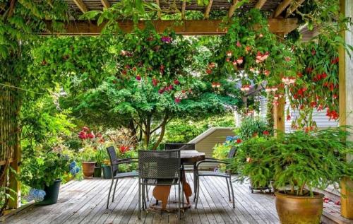 Вьющиеся растения для беседки в сибири. Многолетние вьющиеся растения для беседки