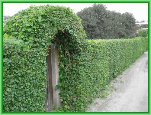 Чем быстро заплести беседку. Общие рекомендации желающим украсить забор, строения, участок.