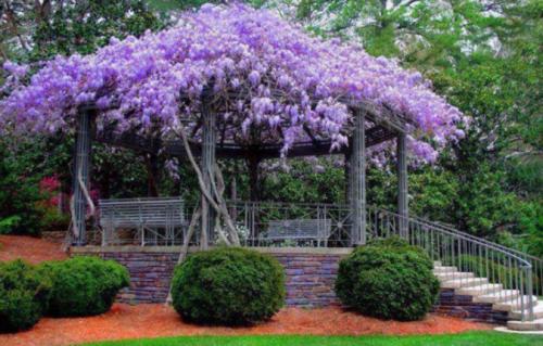 Вьющиеся растения для беседки в сибири. Многолетние вьющиеся растения для беседки