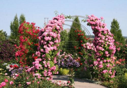 Чем быстро заплести беседку. Общие рекомендации желающим украсить забор, строения, участок.