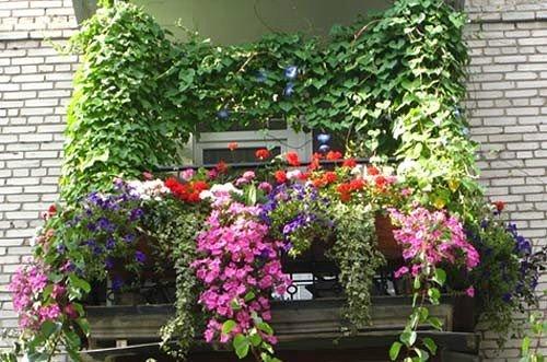 11 вьющихся растений для тенистой беседки на балконе. Прелесть вьющихся растений
