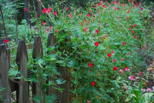 Чем быстро заплести беседку. Общие рекомендации желающим украсить забор, строения, участок.