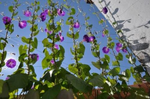 Вьющиеся растения для беседки в сибири. Многолетние вьющиеся растения для беседки