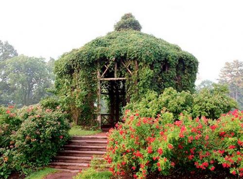 Вьющиеся растения для беседки в сибири. Многолетние вьющиеся растения для беседки