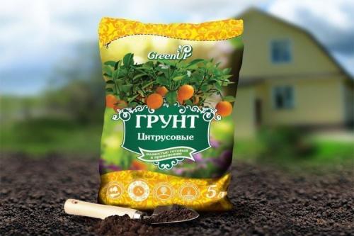 Как вырастить лимон дома из косточки. 7 главных правил выращивания деревца лимона из косточки в домашних условиях