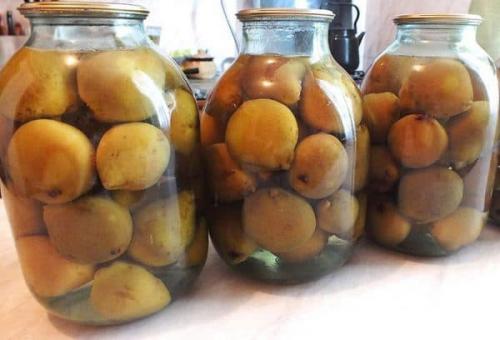 Груша Россошанская ранняя. Почему Россошанская груша пользуется такой популярностью среди русских садоводов