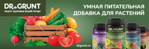 Как вырастить лимон дома из косточки. 7 главных правил выращивания деревца лимона из косточки в домашних условиях