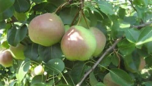 Груша Россошанская ранняя. Почему Россошанская груша пользуется такой популярностью среди русских садоводов