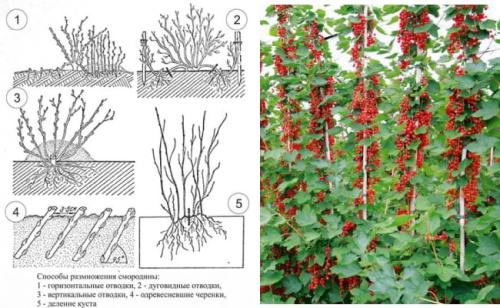 Пересадка смородины делением куста. Как размножить красную смородину