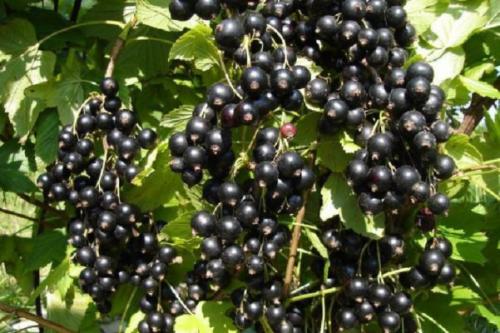 Пересадка смородины весной. Можно ли сажать чёрную смородину весной