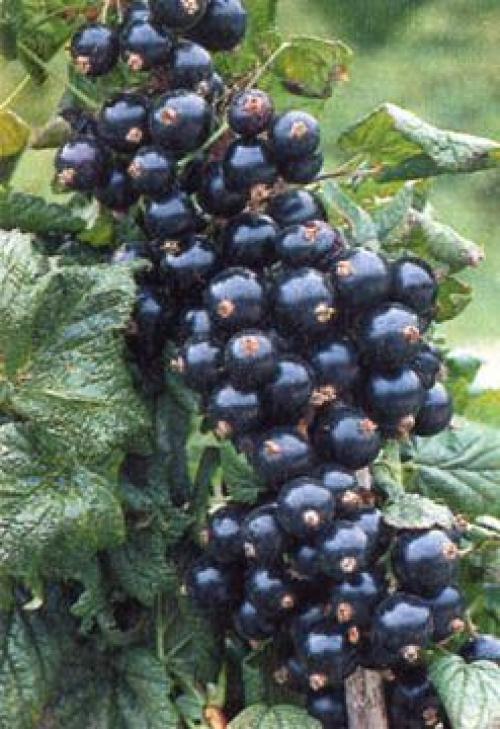 Когда пересаживать смородину на новое место в 2022 году. Когда сажать смородину в открытый грунт осенью  11