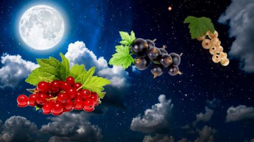 Когда пересаживать смородину на новое место в 2022 году. Когда сажать смородину в открытый грунт осенью 