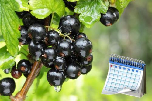 Когда пересаживать смородину на новое место в 2022 году. Когда сажать смородину в открытый грунт осенью 