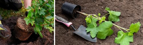 Когда сажать красную смородину весной. ПОСАДКА СМОРОДИНЫ ВЕСНОЙ САЖЕНЦАМИ