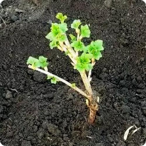 Когда сажать красную смородину весной. ПОСАДКА СМОРОДИНЫ ВЕСНОЙ САЖЕНЦАМИ