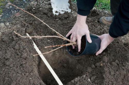 Когда пересаживать смородину на новое место в 2022 году. Когда сажать смородину в открытый грунт осенью 