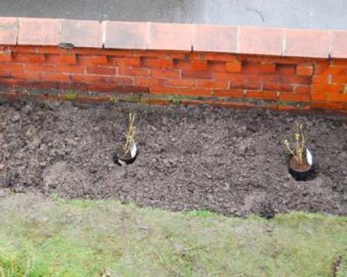 Когда пересаживать смородину на новое место в 2022 году. Когда сажать смородину в открытый грунт осенью  12