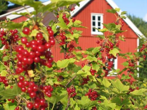 Когда пересаживать смородину на новое место в 2022 году. Когда сажать смородину в открытый грунт осенью 